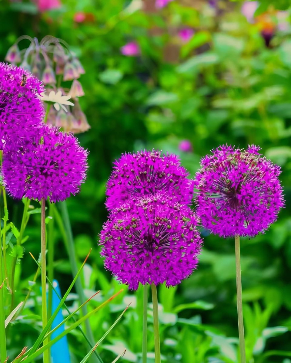 Allium 'Purple Sensation' - Harding & Bloom