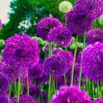 Allium 'Purple Sensation' - Harding & Bloom