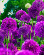 Allium 'Purple Sensation' - Harding & Bloom
