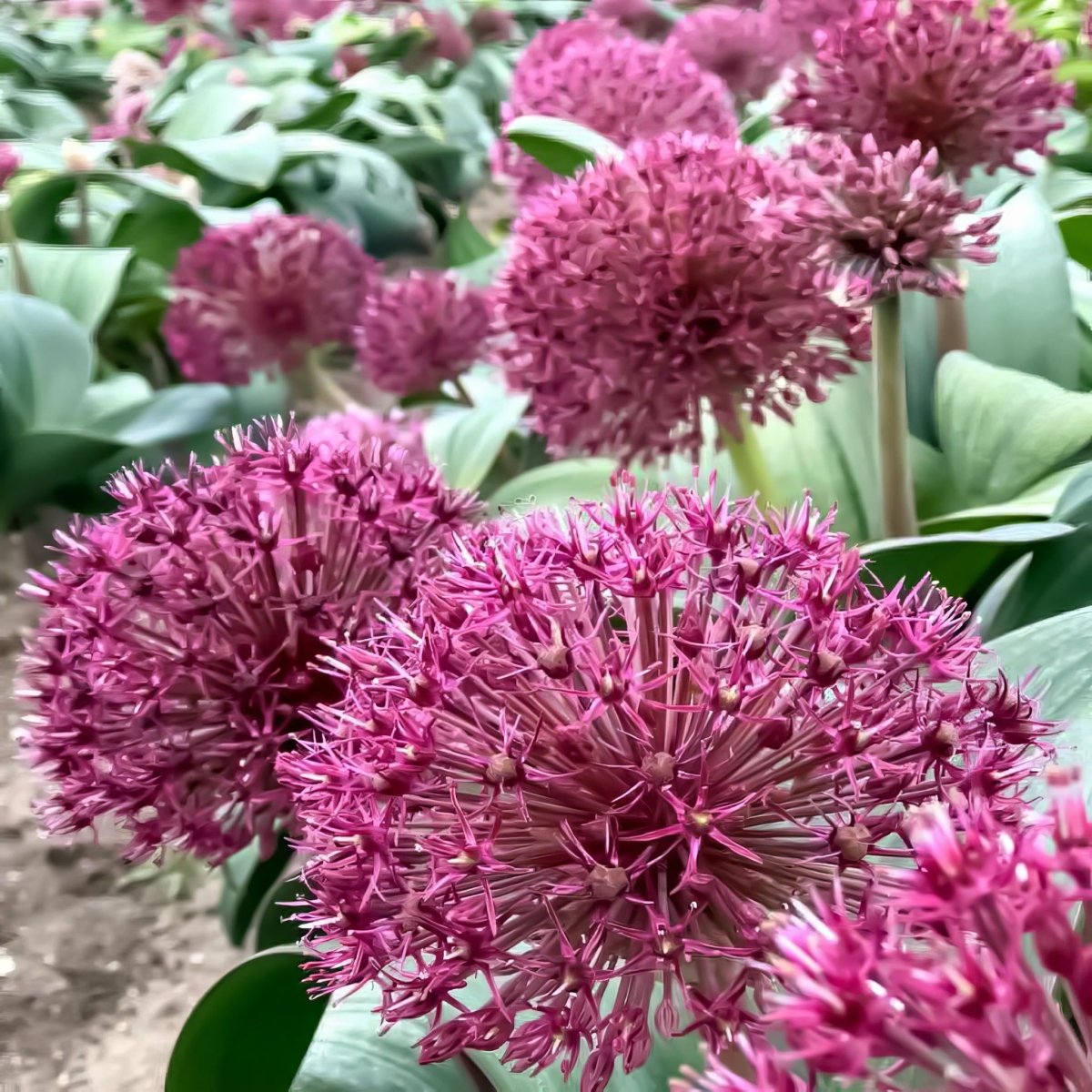 Allium 'Red Giant Star'