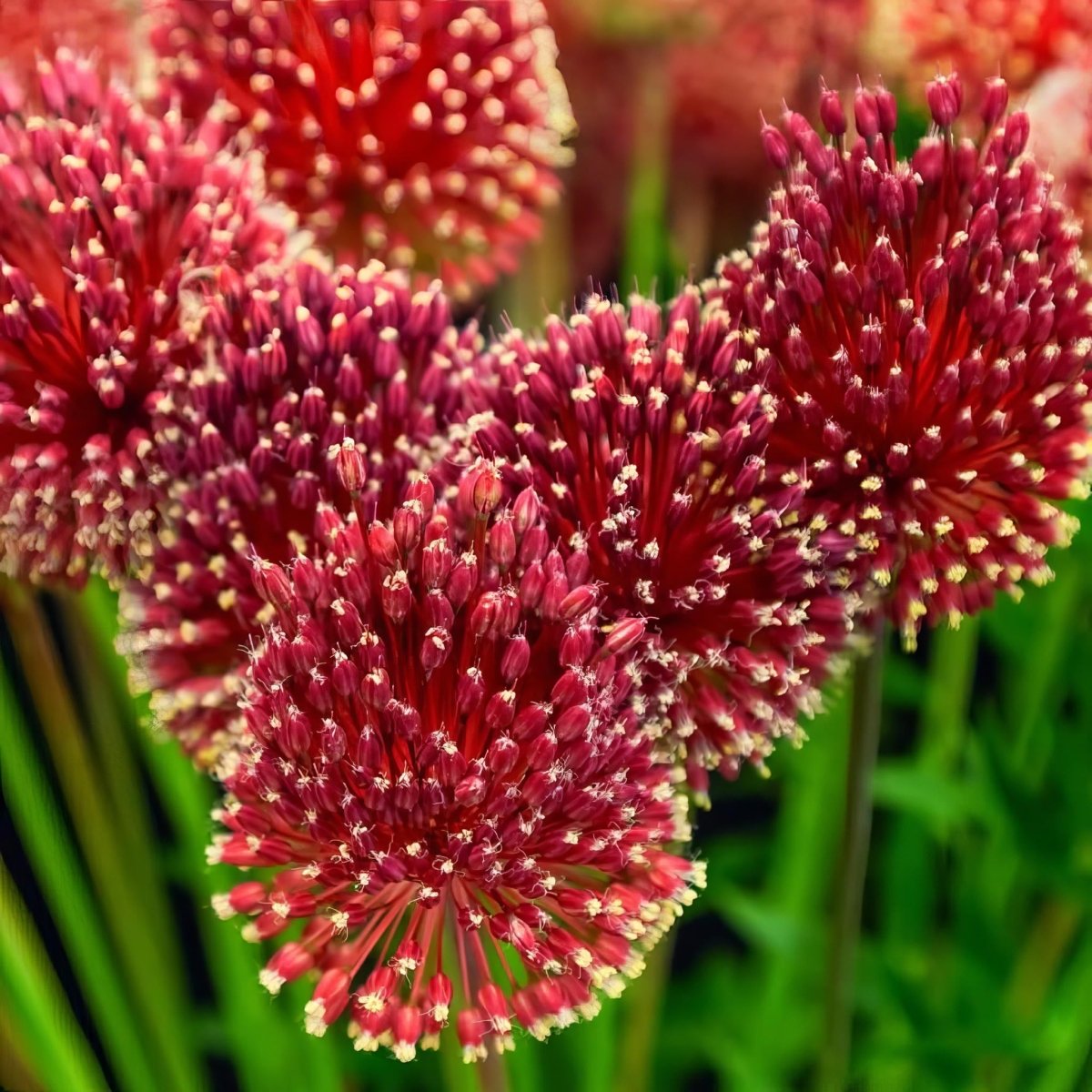 Allium 'Red Mohican' - Harding & Bloom