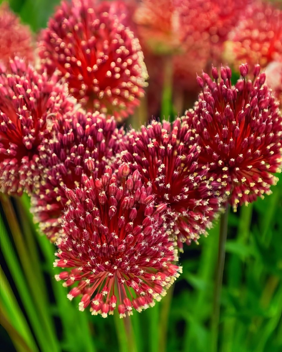 Allium 'Red Mohican' - Harding & Bloom