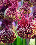 Allium 'Red Mohican' - Harding & Bloom
