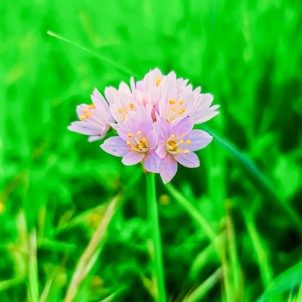 Allium 'Roseum' - Harding & Bloom