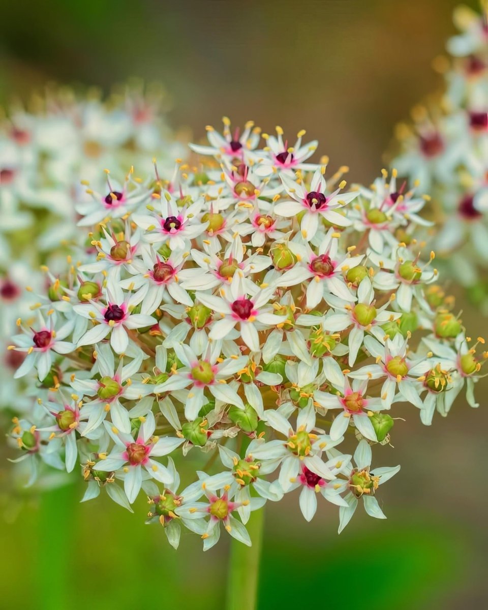 Allium 'Silver Spring'