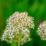 Allium 'Silver Spring' - Harding & Bloom