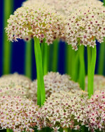 Allium 'Silver Spring' - Harding & Bloom