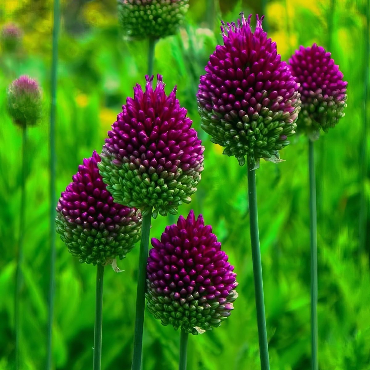 Allium 'Sphaerocephalon' Drumstick
