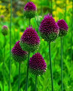 Allium 'Sphaerocephalon' Drumstick - Harding & Bloom