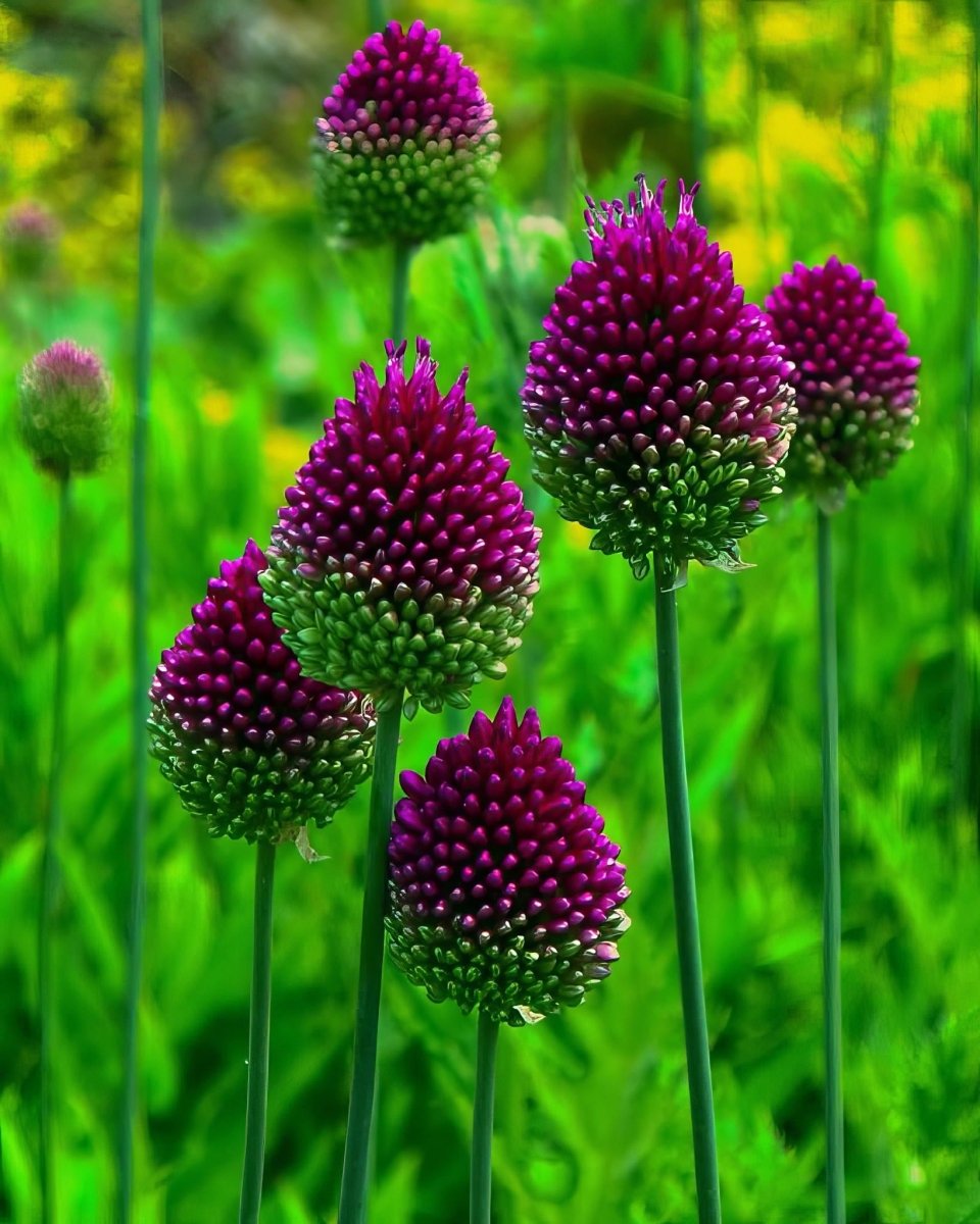 Allium 'Sphaerocephalon' Drumstick - Harding & Bloom