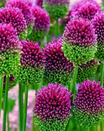 Allium 'Sphaerocephalon' Drumstick - Harding & Bloom