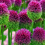 Allium 'Sphaerocephalon' Drumstick - Harding & Bloom