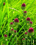 Allium 'Sphaerocephalon' Drumstick - Harding & Bloom