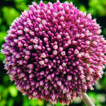 Allium 'Summer Drummer' - Harding & Bloom