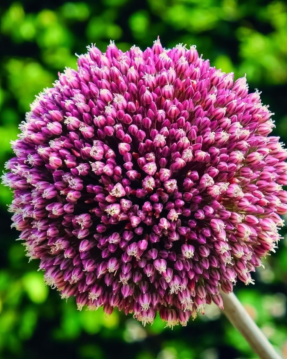 Allium 'Summer Drummer'