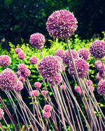 Allium 'Summer Drummer' - Harding & Bloom