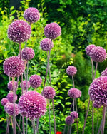 Allium 'Summer Drummer' - Harding & Bloom