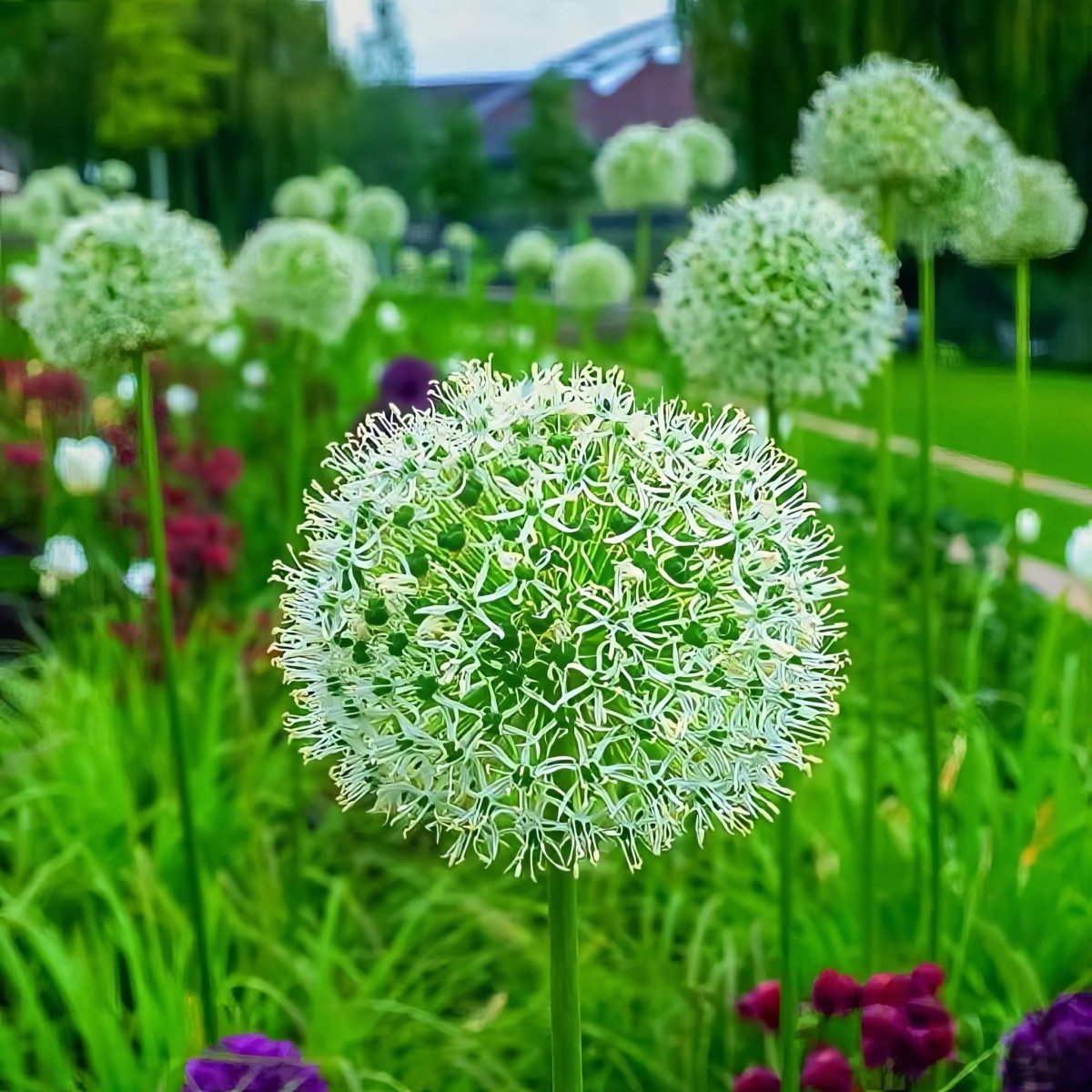 Allium 'White Giant'