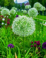 Allium 'White Giant' - Harding & Bloom
