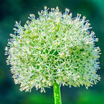 Allium 'White Giant' - Harding & Bloom
