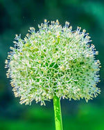 Allium 'White Giant' - Harding & Bloom