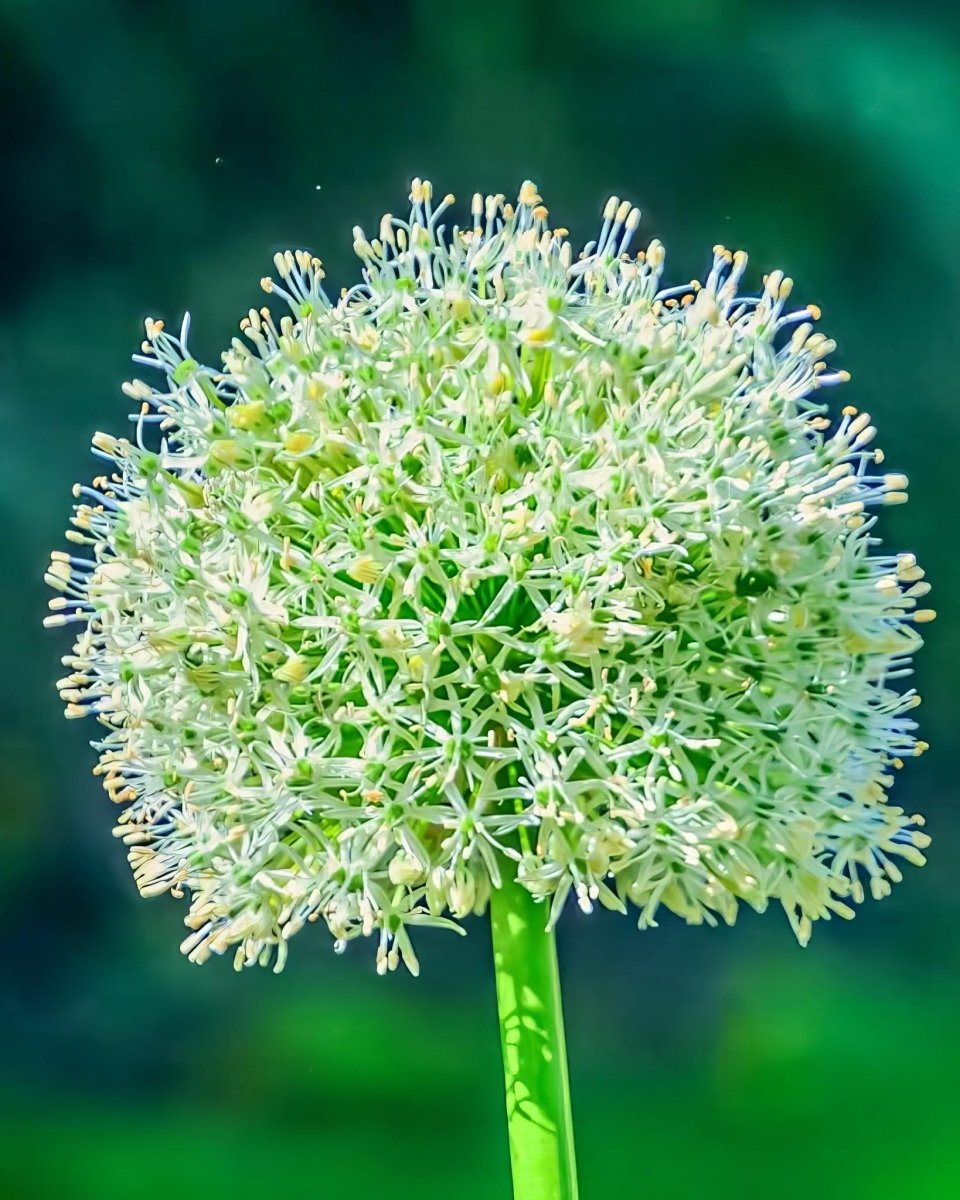 Allium 'White Giant' - Harding & Bloom