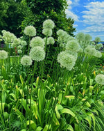 Allium 'White Giant' - Harding & Bloom
