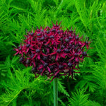 Allium 'atropurpureum' - Harding & Bloom
