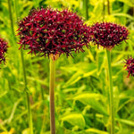 Allium 'atropurpureum' - Harding & Bloom