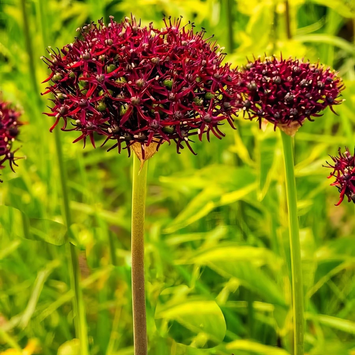 Allium 'atropurpureum' - Harding & Bloom