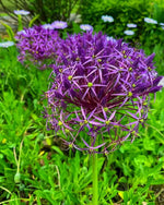 Allium 'christophii' (Star of Persia) - Harding & Bloom