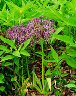 Allium 'christophii' (Star of Persia) - Harding & Bloom