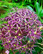 Allium 'christophii' (Star of Persia) - Harding & Bloom