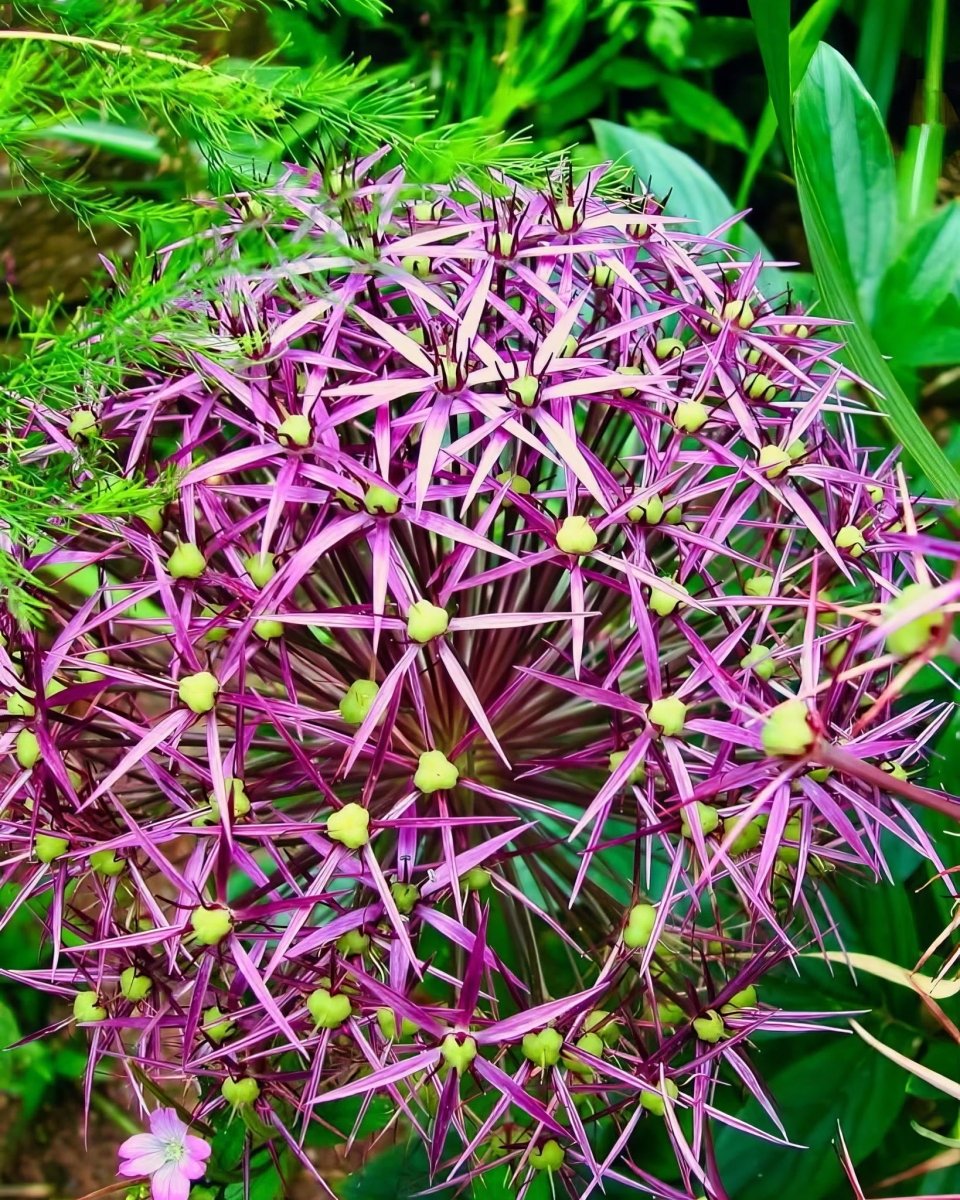 Allium 'christophii' (Star of Persia) - Harding & Bloom