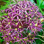 Allium 'christophii' (Star of Persia) - Harding & Bloom