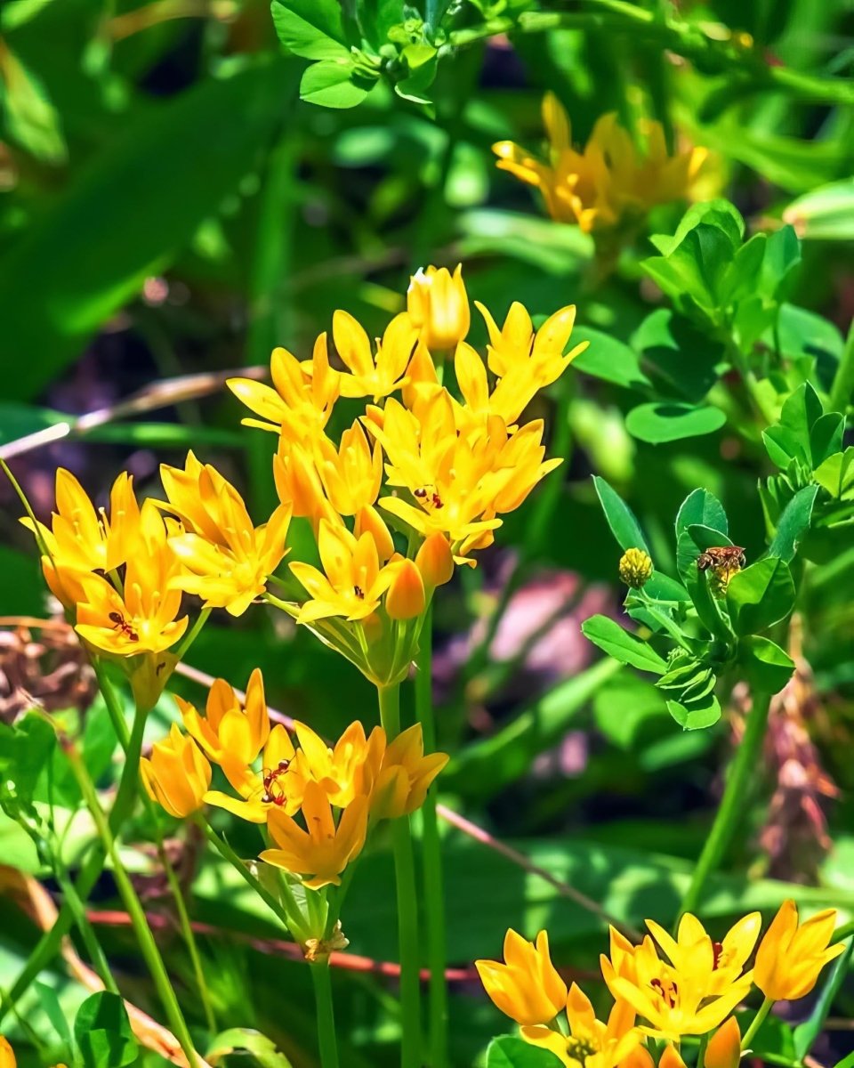 Allium 'moly' (Golden Garlic) - Harding & Bloom