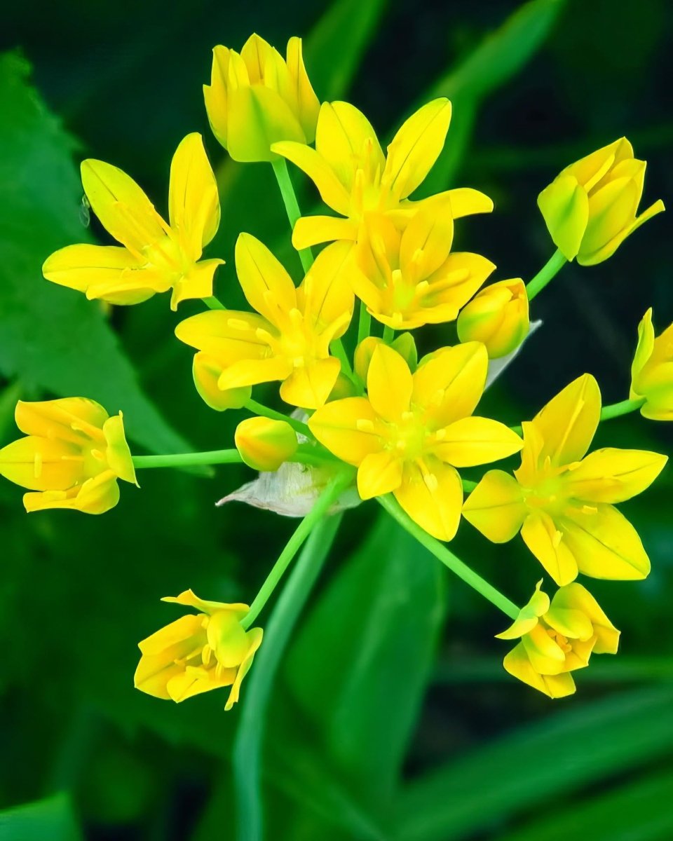 Allium 'moly' (Golden Garlic) - Harding & Bloom