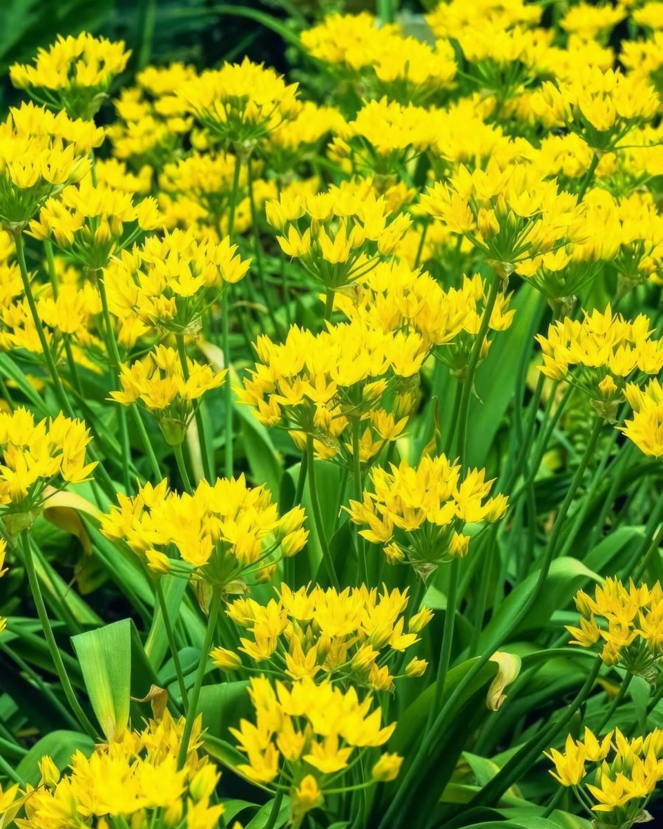 Allium 'moly' (Golden Garlic) - Harding & Bloom