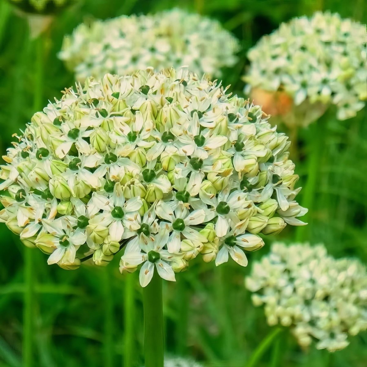 Allium 'nigrum'