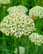 Allium 'nigrum' - Harding & Bloom