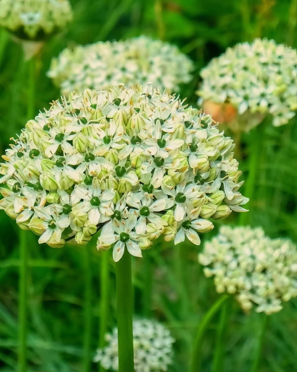 Allium 'nigrum' - Harding & Bloom