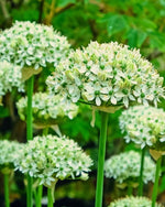 Allium 'nigrum' - Harding & Bloom