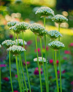 Allium 'nigrum' - Harding & Bloom