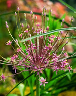 Allium 'schubertii' - Harding & Bloom