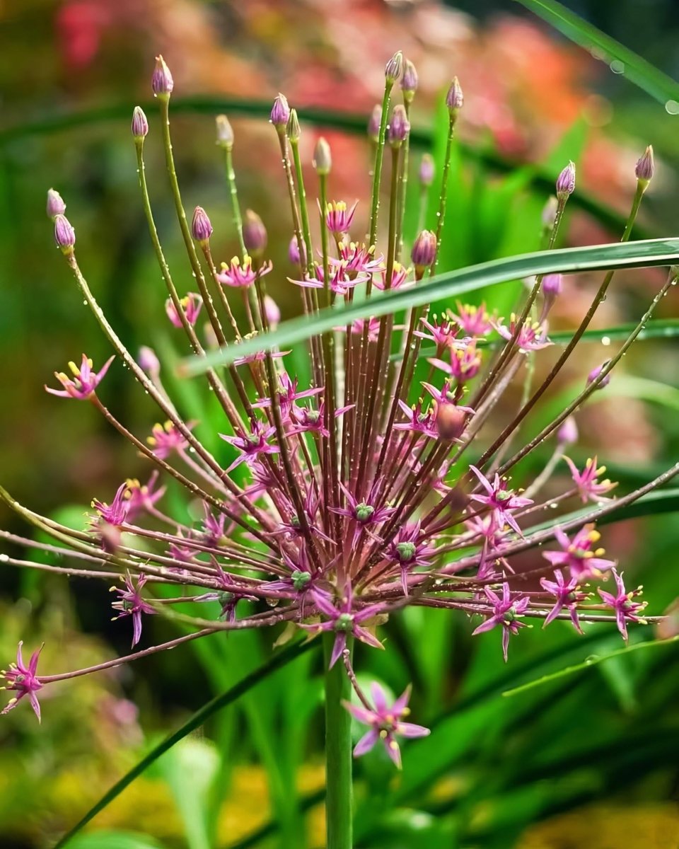Allium 'schubertii' - Harding & Bloom