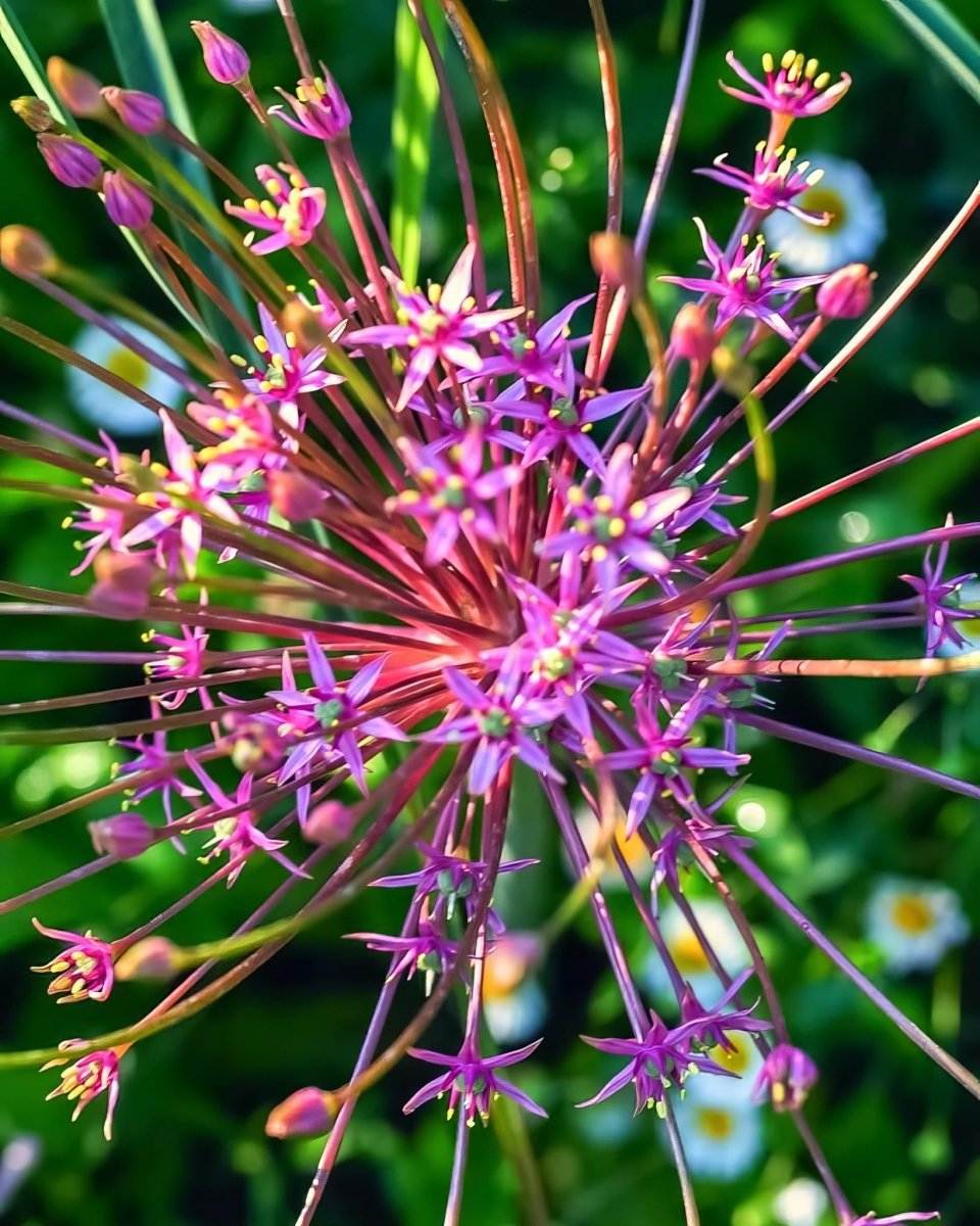 Allium 'schubertii' - Harding & Bloom