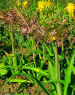 Allium 'schubertii' - Harding & Bloom