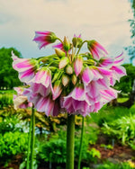 Allium 'tripedale' - Harding & Bloom