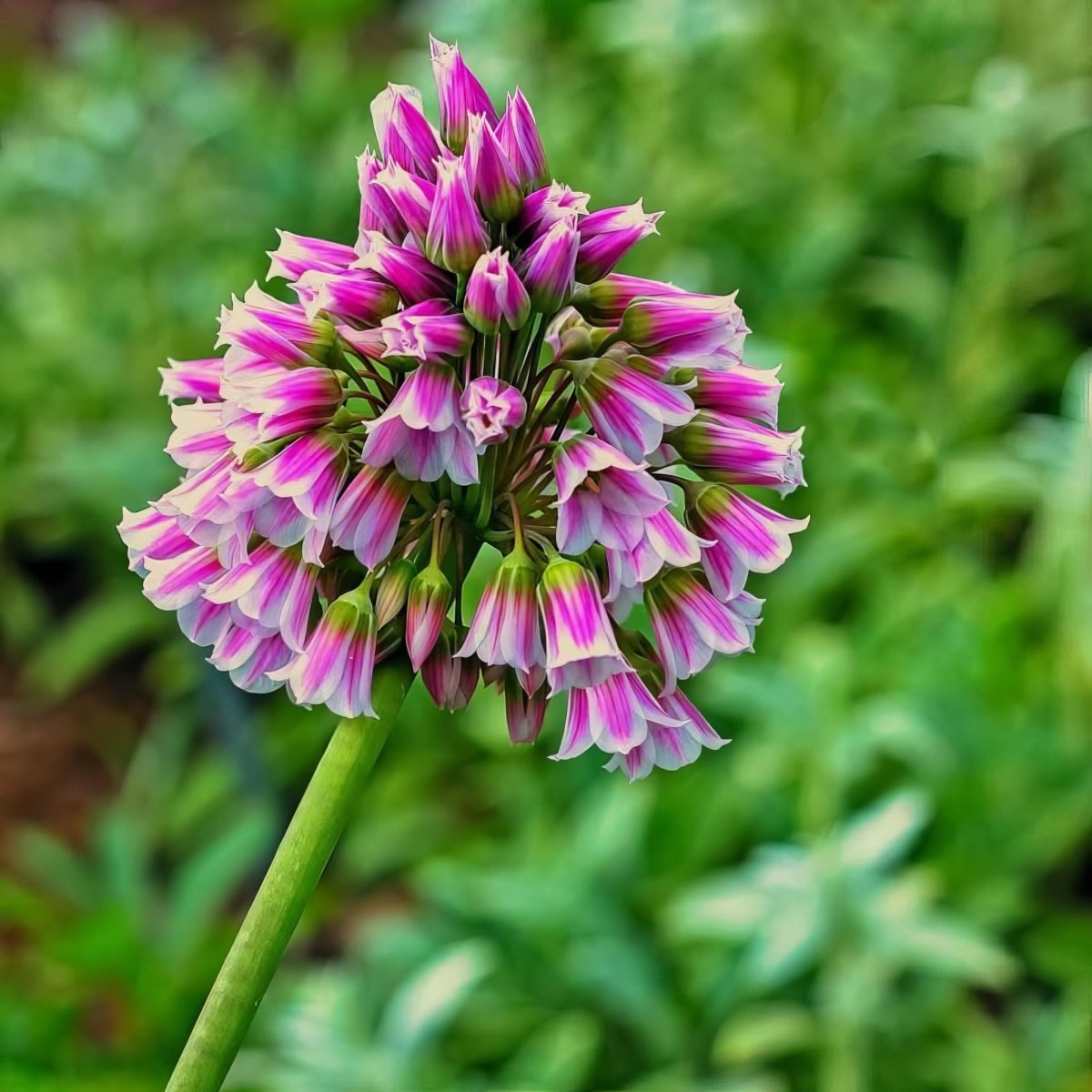 Allium 'tripedale' - Harding & Bloom