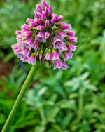 Allium 'tripedale' - Harding & Bloom